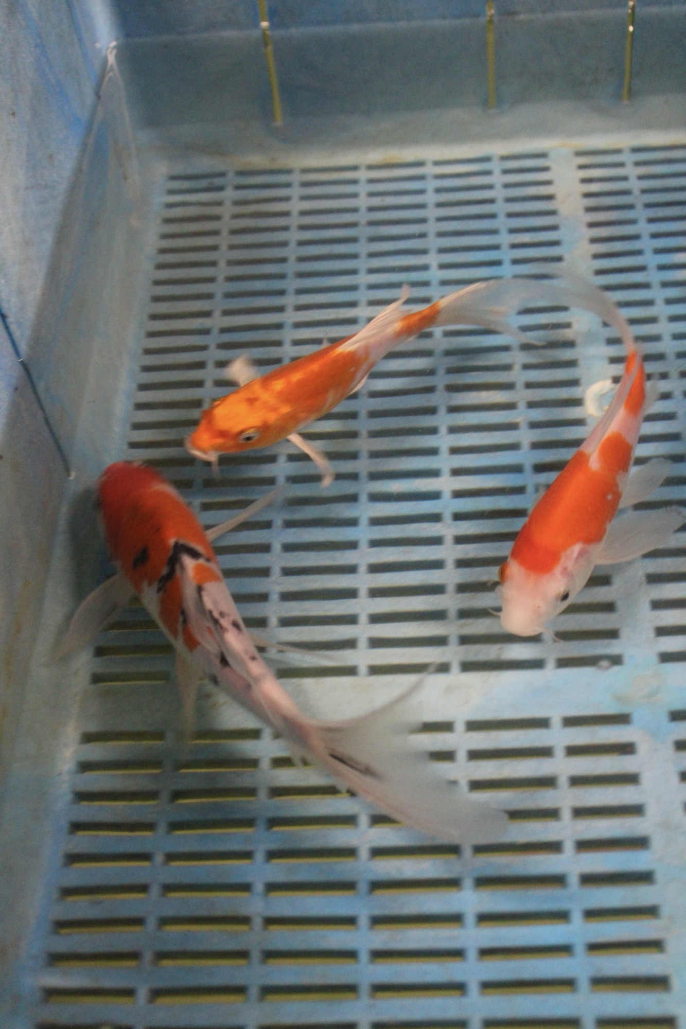 #4 Suda Butterfly koi trio - East Yorkshire Fish Farm